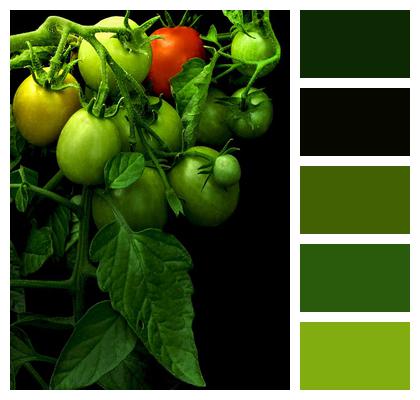 Green Tomato Tomato Maturing Image